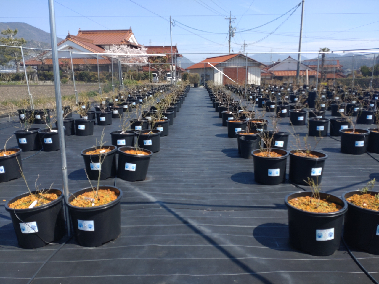 ブルーベリー完成 Bエリア20260403